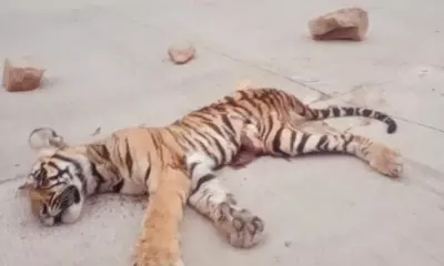 ദേശീയപാതയിൽ കടുവക്കുട്ടി ചത്ത നിലയിൽ ദേശീയപാതയിൽ കടുവക്കുട്ടി ചത്ത നിലയിൽ