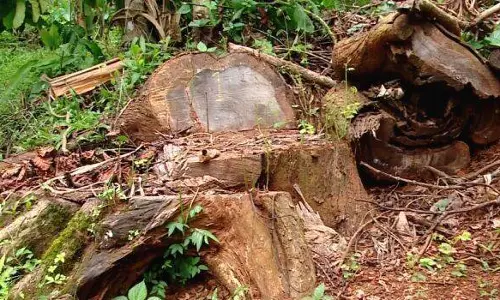 തെളിവടക്കം പരാതി നല്കിയിട്ടും മരംകൊള്ളക്കാര്ക്കെതിരെ നടപടിയില്ല: പ്രതിഷേധവുമായി പുതുപ്പാടി പഞ്ചായത്ത് തെളിവടക്കം പരാതി നല്കിയിട്ടും മരംകൊള്ളക്കാര്ക്കെതിരെ നടപടിയില്ല: പ്രതിഷേധവുമായി പുതുപ്പാടി പഞ്ചായത്ത്