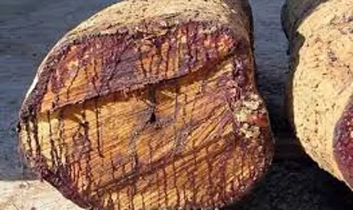 മരംകൊള്ള: ആയിരം കേന്ദ്രങ്ങളില് സമരപരിപാടിയുമായി യുഡിഎഫ് മരംകൊള്ള: ആയിരം കേന്ദ്രങ്ങളില് സമരപരിപാടിയുമായി യുഡിഎഫ്