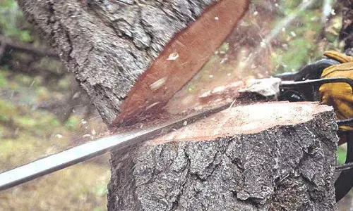 തൃശ്ശൂർ മരംകൊള്ള: ക്രൈംബ്രാഞ്ച് മൂന്ന് കേസുകൾ രജിസ്റ്റർ ചെയ്തു