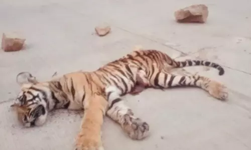 ദേശീയപാതയിൽ കടുവക്കുട്ടി ചത്ത നിലയിൽ ദേശീയപാതയിൽ കടുവക്കുട്ടി ചത്ത നിലയിൽ