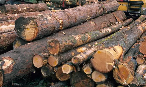 മുട്ടിൽ മരംകൊള്ള:  പ്രതിയെ കണ്ടെന്ന് മുൻ വനംമന്ത്രിയുടെ സ്റ്റാഫ്