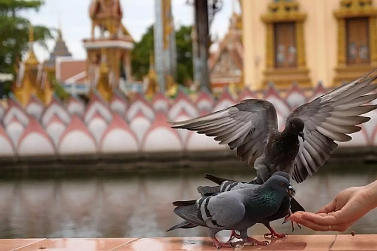 ബാല്‍ക്കണിയില്‍ നിന്നും പക്ഷികള്‍ക്ക് തീറ്റ കൊടുക്കരുത്; ഉത്തരവുമായി മുംബൈ സിവില്‍ കോടതി