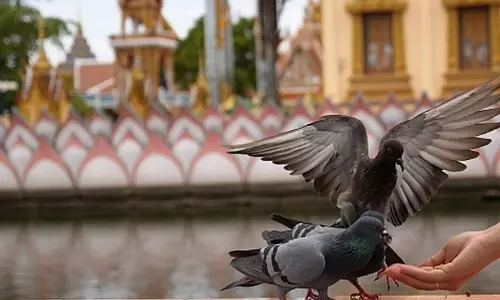 ബാല്‍ക്കണിയില്‍ നിന്നും പക്ഷികള്‍ക്ക് തീറ്റ കൊടുക്കരുത്; ഉത്തരവുമായി മുംബൈ സിവില്‍ കോടതി