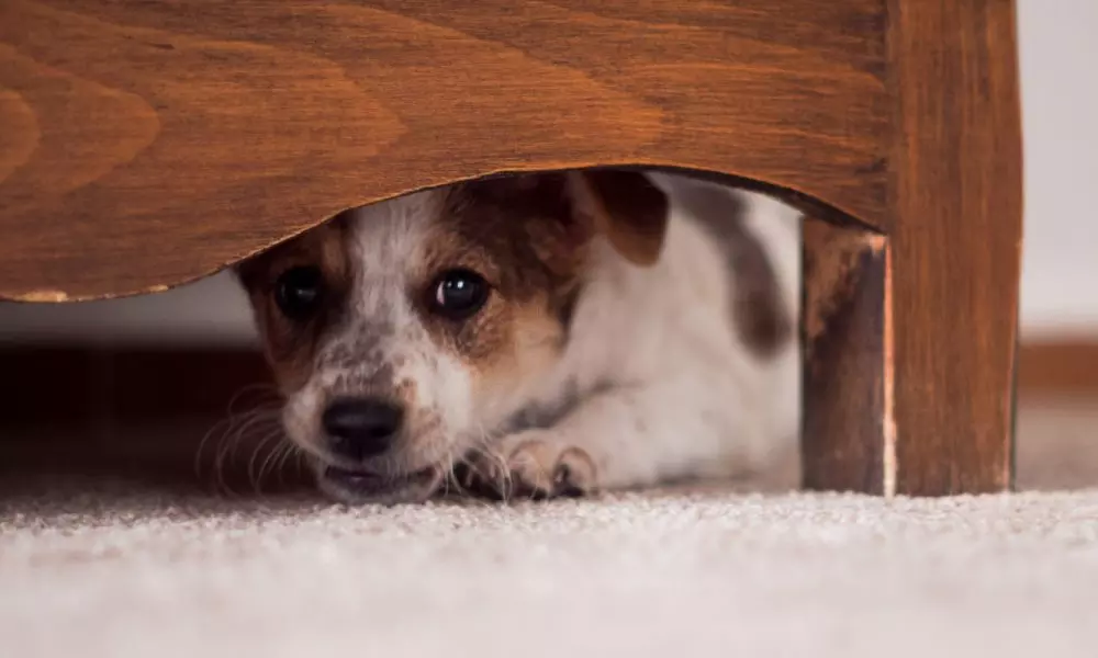 തിരുവനന്തപുരത്ത് വളര്ത്തു നായയെ തല്ലിക്കൊന്ന് കെട്ടിത്തൂക്കി തിരുവനന്തപുരത്ത് വളര്ത്തു നായയെ തല്ലിക്കൊന്ന് കെട്ടിത്തൂക്കി