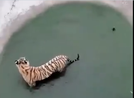 കളി എന്നോട് വേണ്ട; കടുവയെ വട്ടം കറക്കി താറാവ്