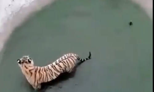 കളി എന്നോട് വേണ്ട; കടുവയെ വട്ടം കറക്കി താറാവ്