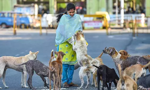 തെരുവ് നായകള്ക്കും ഭക്ഷണത്തിനുള്ള അവകാശമുണ്ടെന്ന് ഡല്ഹി ഹൈക്കോടതി തെരുവ് നായകള്ക്കും ഭക്ഷണത്തിനുള്ള അവകാശമുണ്ടെന്ന് ഡല്ഹി ഹൈക്കോടതി