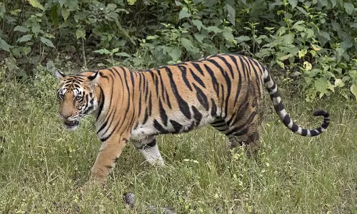 പാലക്കാട് റബ്ബര്‍ ടാപ്പിംഗിനിടെ കടുവയുടെ ആക്രമണം; ഒരാള്‍ക്ക് പരിക്ക്