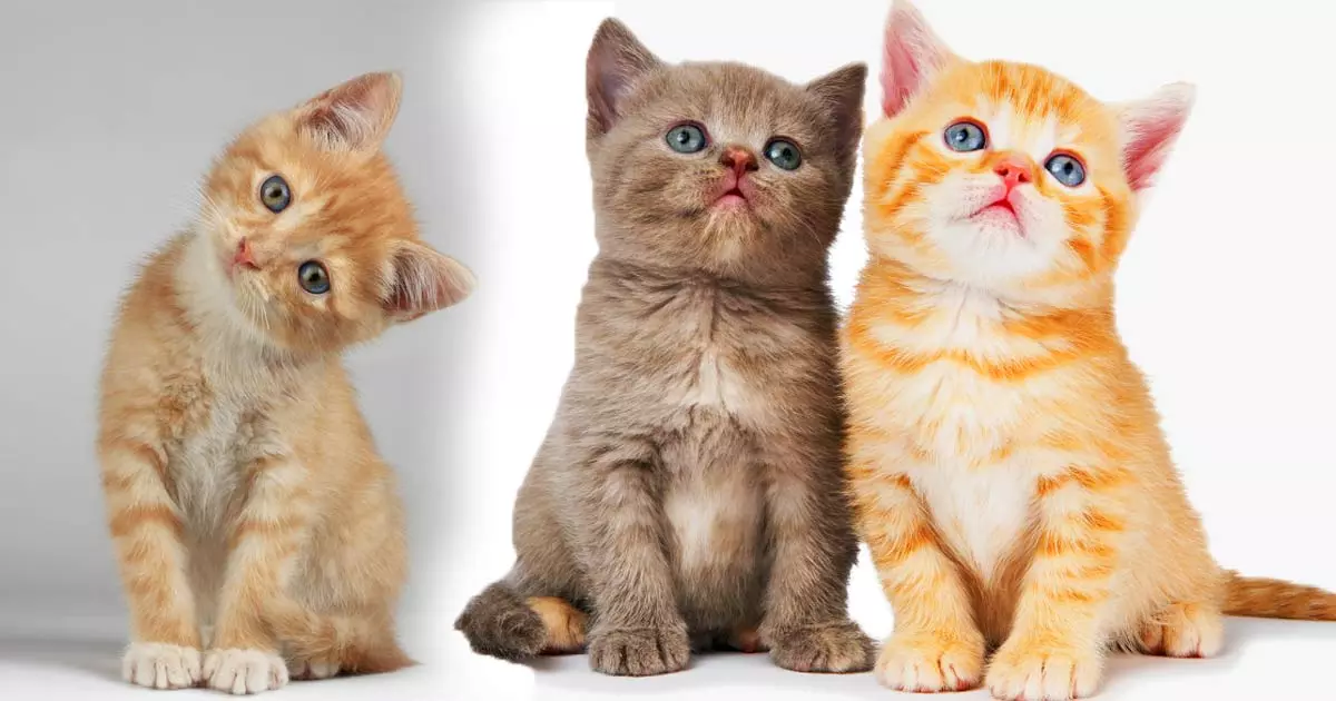 പൂച്ചകൾക്കും രാജ്യത്ത് പ്രവേശിക്കണമെങ്കിൽ കോവിഡ് ടെസ്റ്റ് വേണം; ഇല്ലെങ്കിൽ പണി പാളും പൂച്ചകൾക്കും രാജ്യത്ത് പ്രവേശിക്കണമെങ്കിൽ കോവിഡ് ടെസ്റ്റ് വേണം; ഇല്ലെങ്കിൽ പണി പാളും