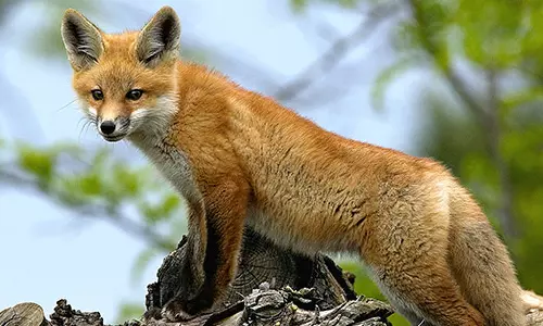 കോട്ടയത്ത് കുറുക്കന്‍റെ ആക്രമണത്തിൽ നിന്നും രക്ഷപ്പെടാൻ ശ്രമിക്കവെ വിദ്യാർഥിക്ക് പരിക്ക്