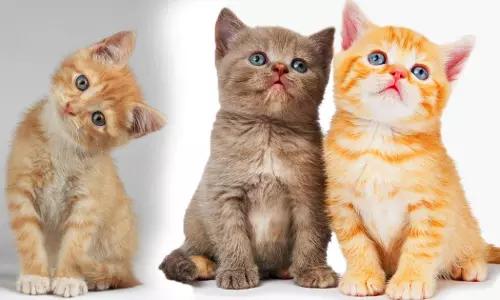 പൂച്ചകൾക്കും രാജ്യത്ത് പ്രവേശിക്കണമെങ്കിൽ കോവിഡ് ടെസ്റ്റ് വേണം; ഇല്ലെങ്കിൽ പണി പാളും