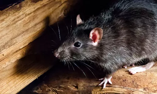 ഒരു തുള്ളി പോലും ബാക്കിവച്ചില്ല; എലികള്‍ കുടിച്ചുതീര്‍ത്തത് 12 കുപ്പി മദ്യം