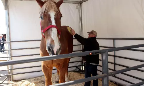 ലോകത്തെ നീളംകൂടിയ കുതിര ഓർമയായി ലോകത്തെ നീളംകൂടിയ കുതിര ഓർമയായി
