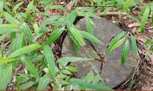 മുണ്ടകശ്ശേരി മലയിൽ നിന്ന് 15 ചന്ദനമരങ്ങള്‍ മുറിച്ചുകടത്തി; അന്വേഷണം ആവശ്യപ്പെട്ട് നാട്ടുകാര്‍