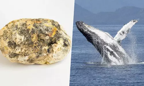 എന്താണ് ഈ തിമിംഗല ഛര്‍ദ്ദി? ഇത് എന്തിന് ഉപയോഗിക്കുന്നു...?