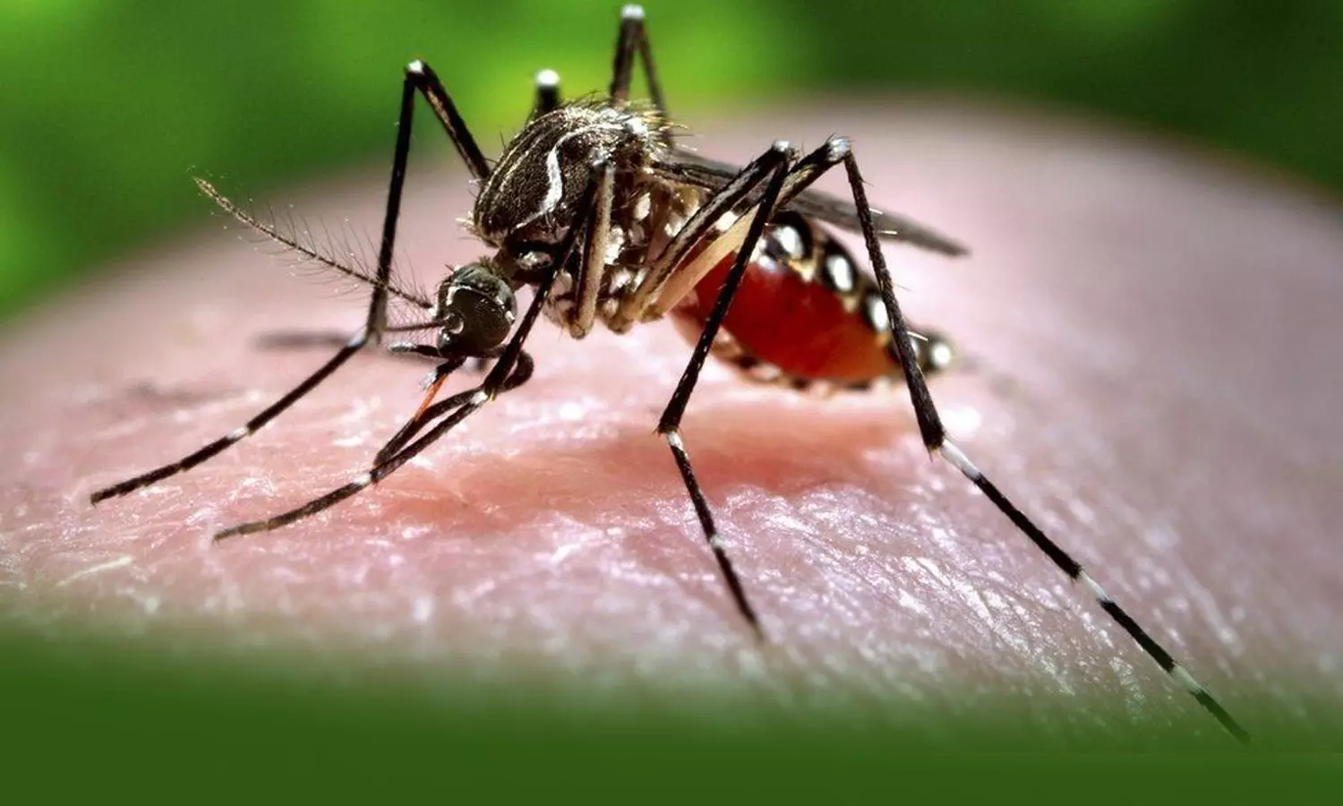 രണ്ടുപേര്‍ക്ക് കൂടി സിക്ക വൈറസ് രോഗം സ്ഥിരീകരിച്ചു