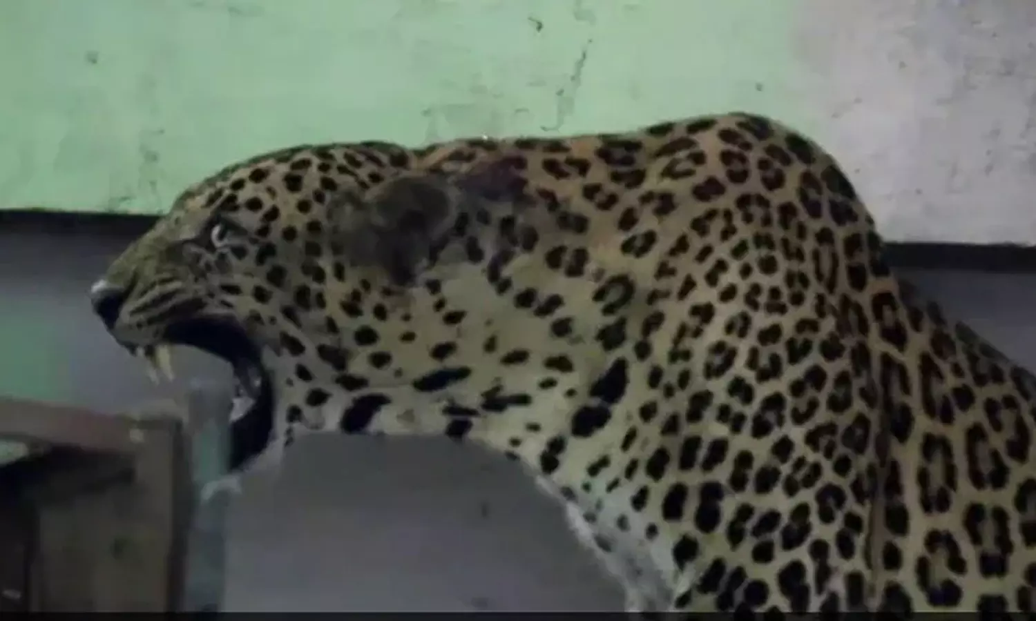 മഹാരാഷ്ട്രയിലെ സ്കൂളില്‍ പുലി കയറി; ദൃശ്യങ്ങള്‍