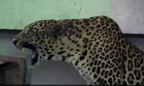 മഹാരാഷ്ട്രയിലെ സ്കൂളില്‍ പുലി കയറി; ദൃശ്യങ്ങള്‍