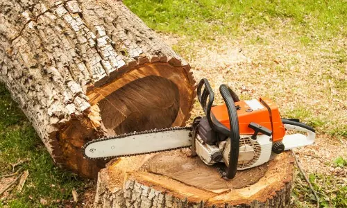 പട്ടയഭൂമിയില്‍ നിന്ന് ഉദ്യോഗസ്ഥരുടെ അനുമതിയോടെ മരംമുറി; കര്‍ഷകര്‍ക്കെതിരെ കേസെടുക്കാനൊരുങ്ങി വനംവകുപ്പ്