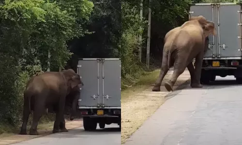 നമ്മളോടാണോ കളി, റോഡിന് നടുവിൽ നിലച്ച വാഹനം സ്റ്റാർട്ടാക്കാൻ സഹായിച്ച് കാട്ടാന! - വീഡിയോ നമ്മളോടാണോ കളി, റോഡിന് നടുവിൽ നിലച്ച വാഹനം സ്റ്റാർട്ടാക്കാൻ സഹായിച്ച് കാട്ടാന! - വീഡിയോ