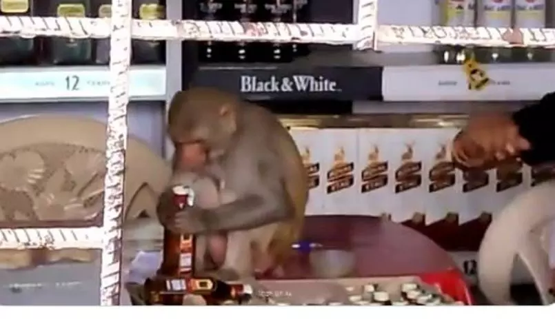 പൂമാലയല്ല, ഒരു കുപ്പി മദ്യം കൈയില് കിട്ടിയാല് കുരങ്ങ് എന്ത് ചെയ്യും? വിഡിയോ കാണാം പൂമാലയല്ല, ഒരു കുപ്പി മദ്യം കൈയില് കിട്ടിയാല് കുരങ്ങ് എന്ത് ചെയ്യും? വിഡിയോ കാണാം