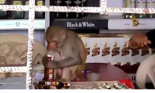 പൂമാലയല്ല, ഒരു കുപ്പി മദ്യം കൈയില്‍ കിട്ടിയാല്‍ കുരങ്ങ് എന്ത് ചെയ്യും? വിഡിയോ കാണാം