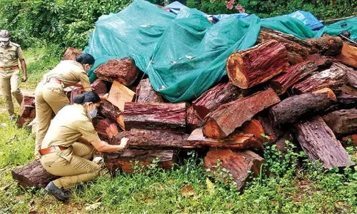 മുട്ടില്‍ മരംമുറി: ഉദ്യോഗസ്ഥര്‍ക്കെതിരെ വിജിലന്‍സ് അന്വേഷണം