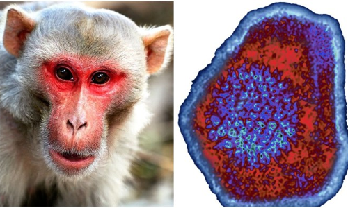 കോവിഡിന് പിന്നാലെ മങ്കി ബി വൈറസ്: ചൈനയിൽ ആദ്യ മരണം