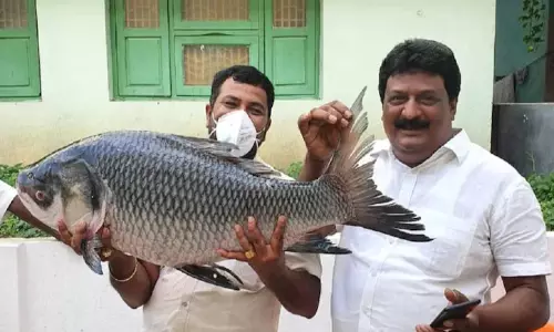 1000 കിലോ മത്സ്യം, 250 കി.ഗ്രാം മധുരപലഹാരങ്ങള്,10 ആടുകള്; നവവധുവിന് നല്കിയ സമ്മാനങ്ങള് കണ്ട് അന്തം വിട്ട് ഭര്തൃവീട്ടുകാര് 1000 കിലോ മത്സ്യം, 250 കി.ഗ്രാം മധുരപലഹാരങ്ങള്,10 ആടുകള്; നവവധുവിന് നല്കിയ സമ്മാനങ്ങള് കണ്ട് അന്തം വിട്ട് ഭര്തൃവീട്ടുകാര്