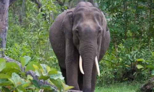 ഇടുക്കിയിൽ കാട്ടാന ആക്രമണത്തിൽ തോട്ടം തൊഴിലാളി കൊല്ലപ്പെട്ടു