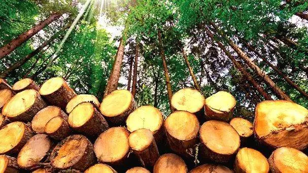 അനുമതിയോടെ മരം മുറിച്ചവർക്കെതിരെ കേസ്: പ്രതിഷേധവുമായി കർഷകർ അനുമതിയോടെ മരം മുറിച്ചവർക്കെതിരെ കേസ്: പ്രതിഷേധവുമായി കർഷകർ