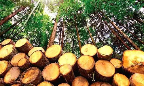 അനുമതിയോടെ മരം മുറിച്ചവർക്കെതിരെ കേസ്: പ്രതിഷേധവുമായി കർഷകർ