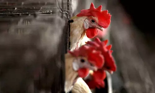 പരിഭ്രാന്തരാവേണ്ട, പക്ഷിപ്പനി മനുഷ്യനില്‍ നിന്ന് മനുഷ്യനിലേക്ക് പകരുക അപൂര്‍വമായി മാത്രമെന്ന് എയിംസ്