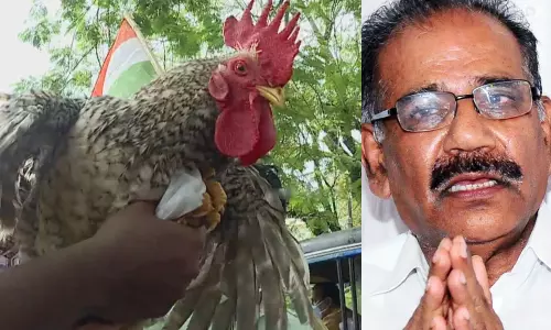 കോഴി...കോഴി...ശശീന്ദ്രാ....രാജി വെച്ചു പുറത്തുപോകൂ...: മന്ത്രി എ.കെ ശശീന്ദ്രനെതിരെ പൂവന്‍കോഴി സമരവുമായി യൂത്ത് കോണ്‍ഗ്രസ്