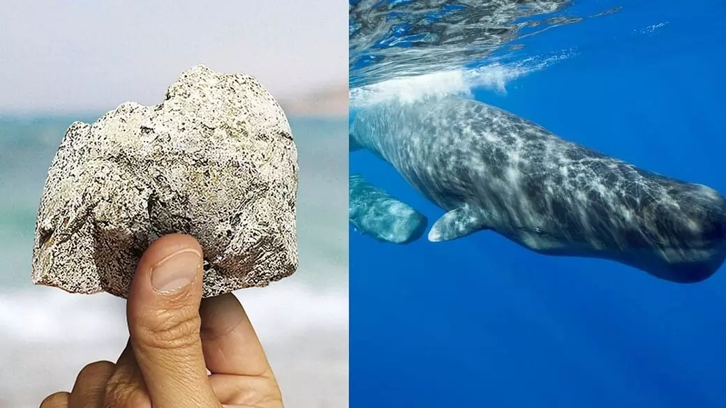 അഞ്ചു കിലോ ആംബര് ഗ്രിസുമായി അഞ്ചു പേരെ വനം വകുപ്പ് പിടികൂടി അഞ്ചു കിലോ ആംബര് ഗ്രിസുമായി അഞ്ചു പേരെ വനം വകുപ്പ് പിടികൂടി