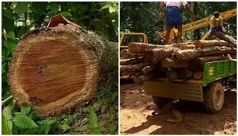 മുട്ടിലിൽ മാത്രം 14 കോടി രൂപയുടെ നഷ്ടമുണ്ടായി, വീഴ്ച പറ്റിയെന്ന് തെളിഞ്ഞാൽ ഉദ്യോഗസ്ഥർക്കെതിരെ കർശന നടപടി എ.കെ ശശീന്ദ്രന്‍