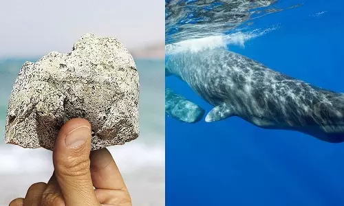 അഞ്ചു കിലോ ആംബര്‍ ഗ്രിസുമായി അഞ്ചു പേരെ വനം വകുപ്പ് പിടികൂടി