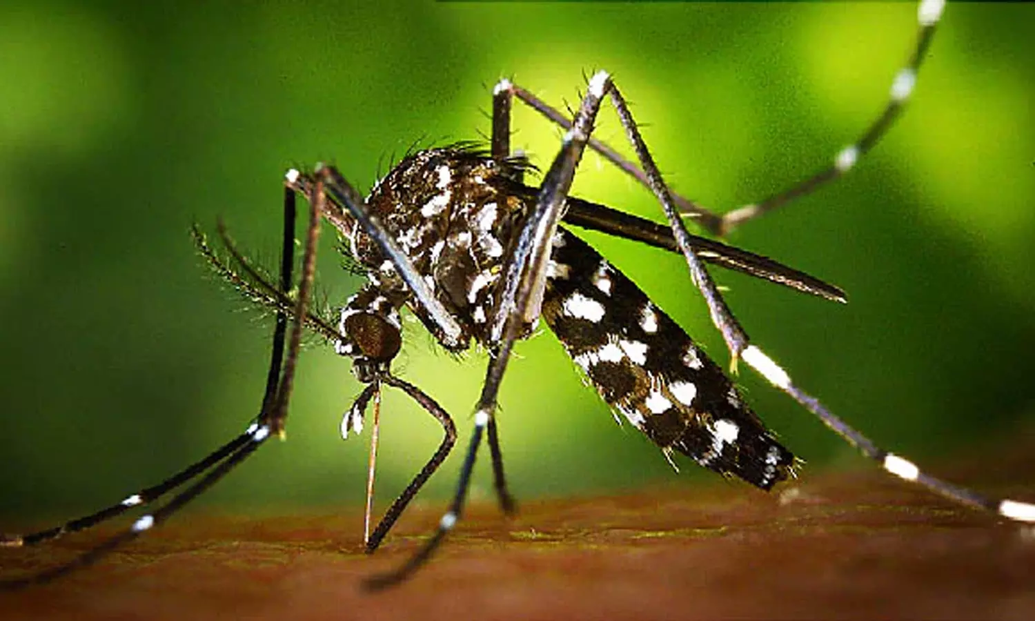 സംസ്ഥാനത്ത് രണ്ടുപേര്‍ക്ക് കൂടി സിക്ക വൈറസ് രോഗം സ്ഥിരീകരിച്ചു