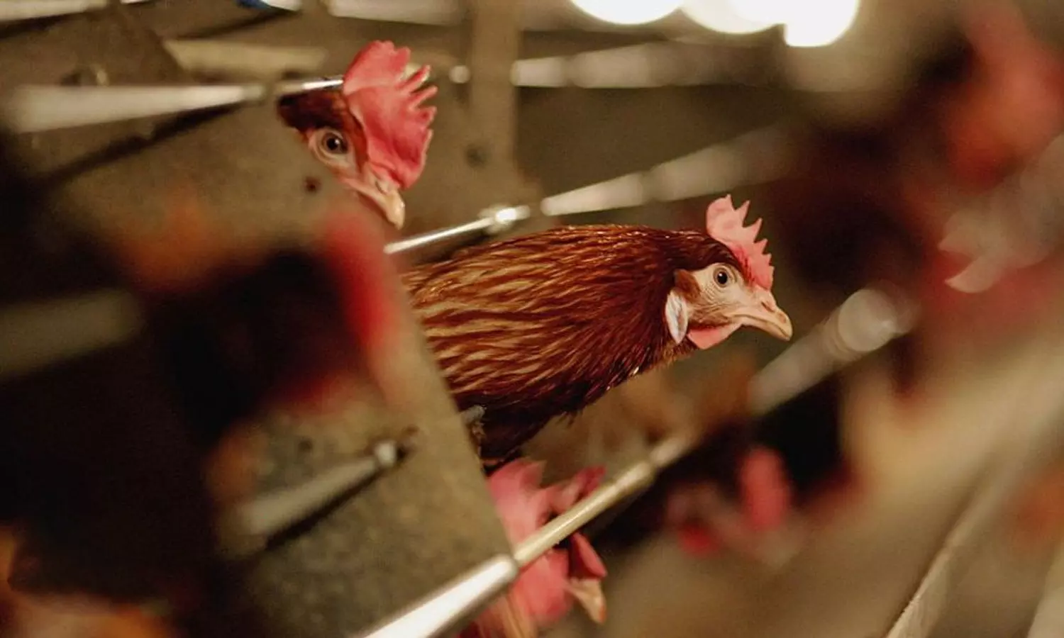 കോഴിക്കോട്ട് പക്ഷിപ്പനിയില്ലെന്ന് സ്ഥിരീകരണം കോഴിക്കോട്ട് പക്ഷിപ്പനിയില്ലെന്ന് സ്ഥിരീകരണം