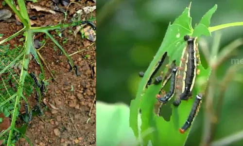 പന്തളത്ത് മനുഷ്യനും കൃഷിക്കും ഭീഷണിയായി പ്ലേഗ് പുഴു ശല്യം