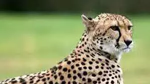 പുള്ളിപ്പുലി കുഞ്ഞിനെ വില്‍ക്കാനുണ്ടെന്ന് സോഷ്യല്‍ മീഡിയയില്‍ പോസ്റ്റിട്ടയാള്‍ അറസ്റ്റില്‍