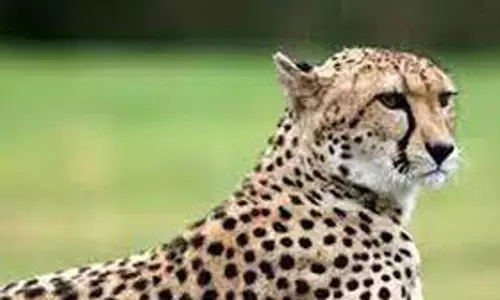 പുള്ളിപ്പുലി കുഞ്ഞിനെ വില്‍ക്കാനുണ്ടെന്ന് സോഷ്യല്‍ മീഡിയയില്‍ പോസ്റ്റിട്ടയാള്‍ അറസ്റ്റില്‍