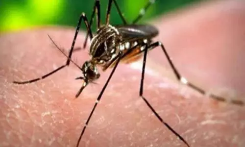 സംസ്ഥാനത്ത് രണ്ടുപേര്ക്ക് കൂടി സിക്ക വൈറസ് സ്ഥിരീകരിച്ചു സംസ്ഥാനത്ത് രണ്ടുപേര്ക്ക് കൂടി സിക്ക വൈറസ് സ്ഥിരീകരിച്ചു