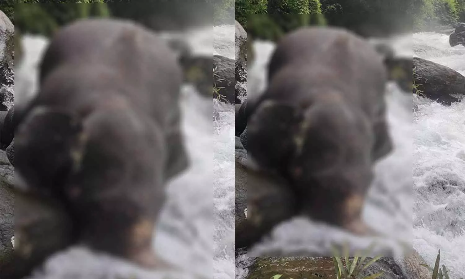 ടൂറിസ്റ്റ് കേന്ദ്രത്തിൽ കാട്ടാനയുടെ ജഡം ടൂറിസ്റ്റ് കേന്ദ്രത്തിൽ കാട്ടാനയുടെ ജഡം