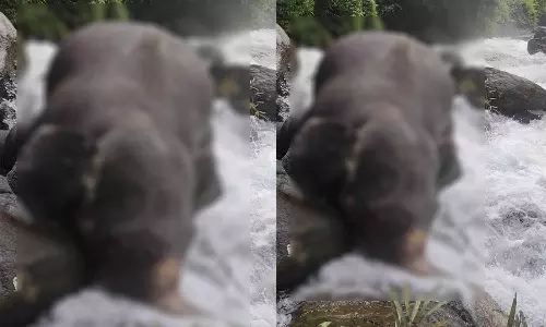 ടൂറിസ്റ്റ് കേന്ദ്രത്തിൽ കാട്ടാനയുടെ ജഡം