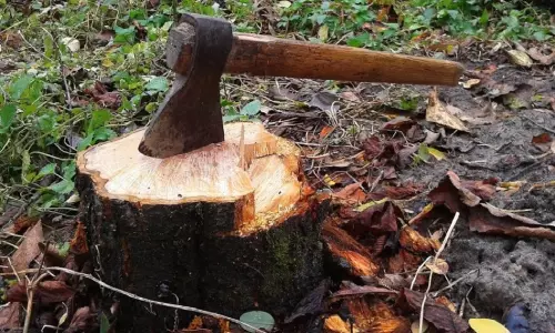 മരംമുറിയില് വീണ്ടും നടപടി; റാന്നി ഡിവിഷണൽ ഓഫീസറെ സസ്പെന്റ് ചെയ്തു മരംമുറിയില് വീണ്ടും നടപടി; റാന്നി ഡിവിഷണൽ ഓഫീസറെ സസ്പെന്റ് ചെയ്തു