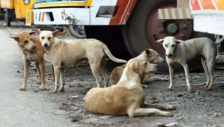 തൃക്കാക്കരയിൽ തെരുവു നായകളെ കൂട്ടത്തോടെ കൊന്ന സംഭവം; പുലിവാല് പിടിച്ച് നഗരസഭ തൃക്കാക്കരയിൽ തെരുവു നായകളെ കൂട്ടത്തോടെ കൊന്ന സംഭവം; പുലിവാല് പിടിച്ച് നഗരസഭ