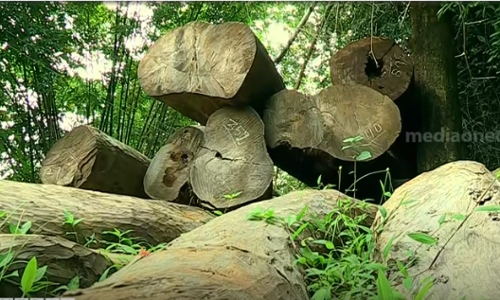 മുട്ടിൽ മരം കൊള്ള കേസ്; പ്രതികൾക്കായി വ്യാപക പരിശോധന