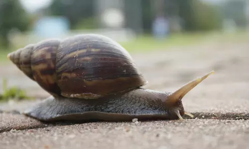 വീണ്ടും ആഫ്രിക്കന്‍ ഒച്ച്; എറണാകുളത്ത് ശല്യം രൂക്ഷം